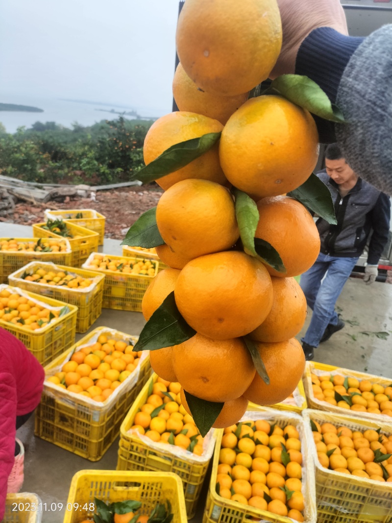 【预定中】蜜桔大量上市品质好果面净价格亲民欢迎客户前来订购！