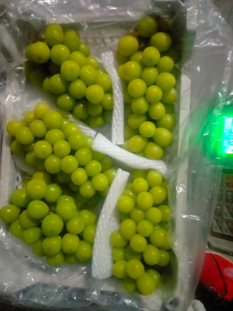 优质阳光玫瑰，一手货源，性价比高好货多多全国发货欢迎合作