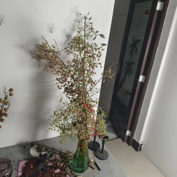 鲜切花白杜果鲜切枝