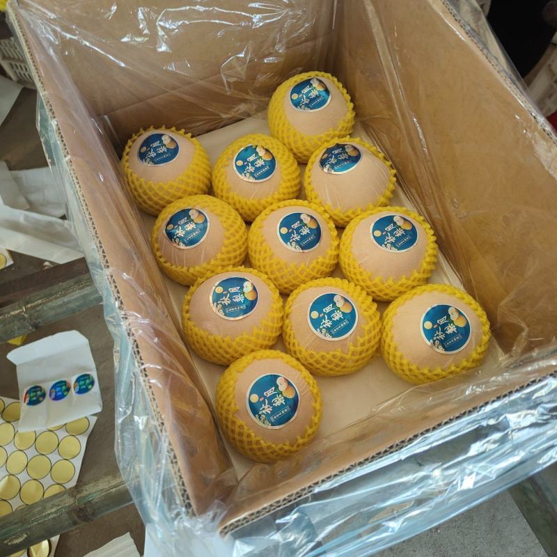 精品秋月梨海量货源**超市市场