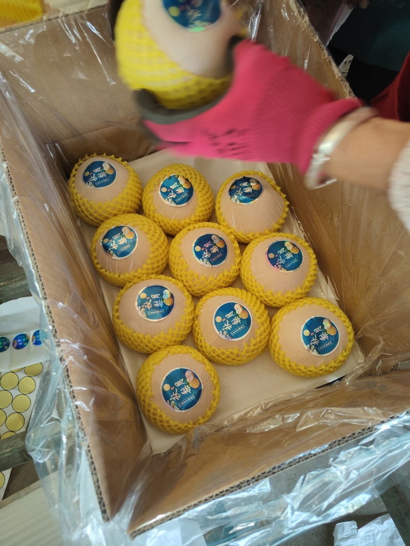 精品秋月梨海量货源**超市市场