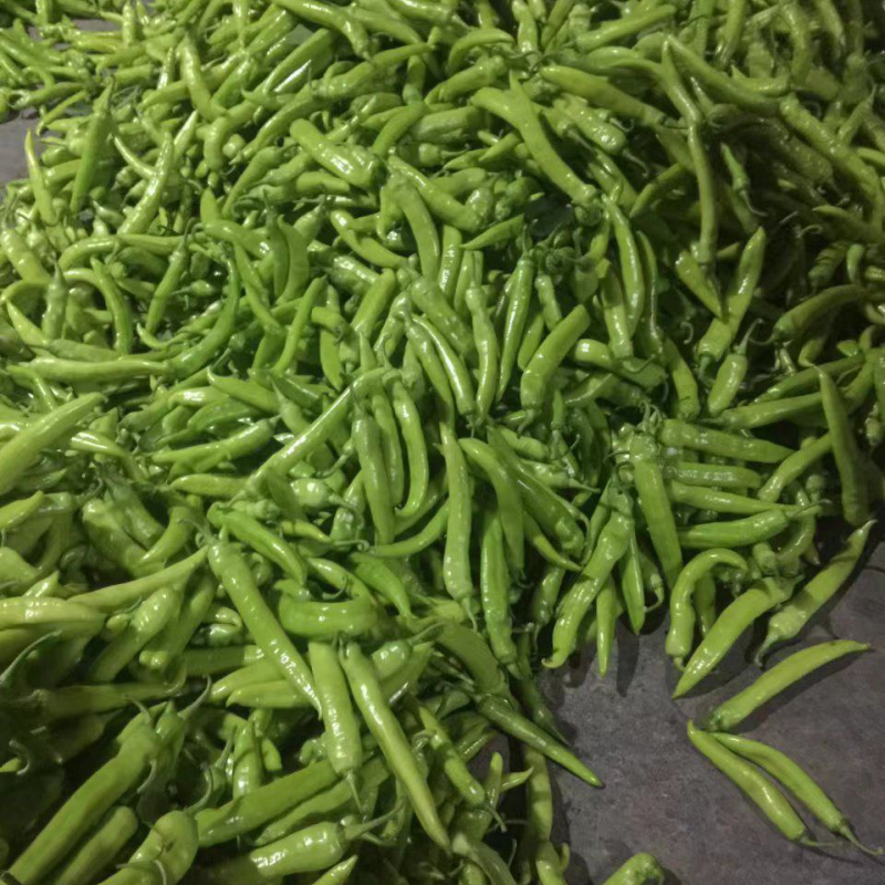 采购鲜辣椒，河南地区大量收货