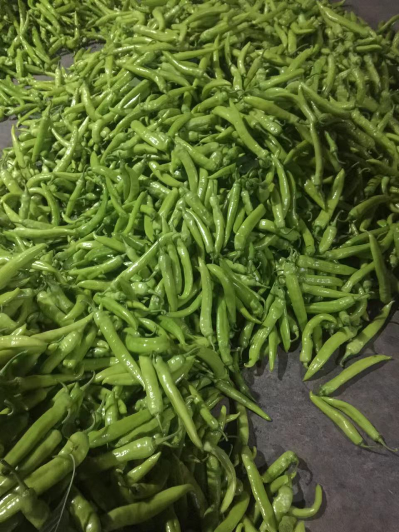 采购鲜辣椒，河南地区大量收货