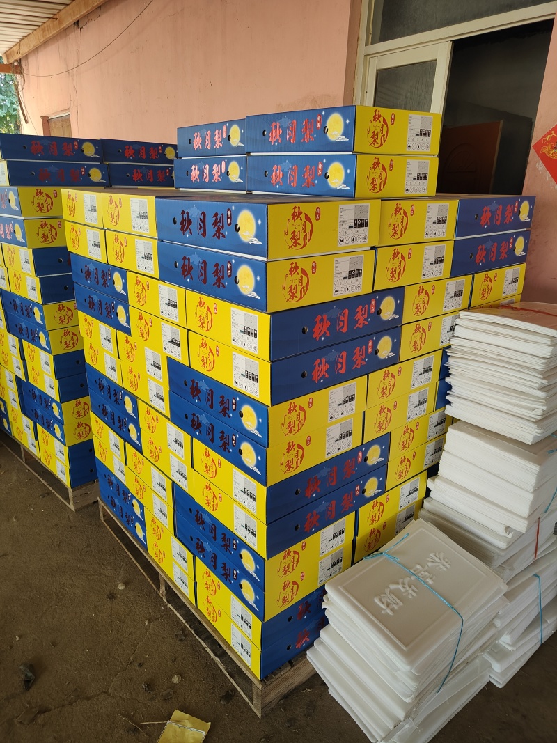 精品秋月梨海量货源**超市市场