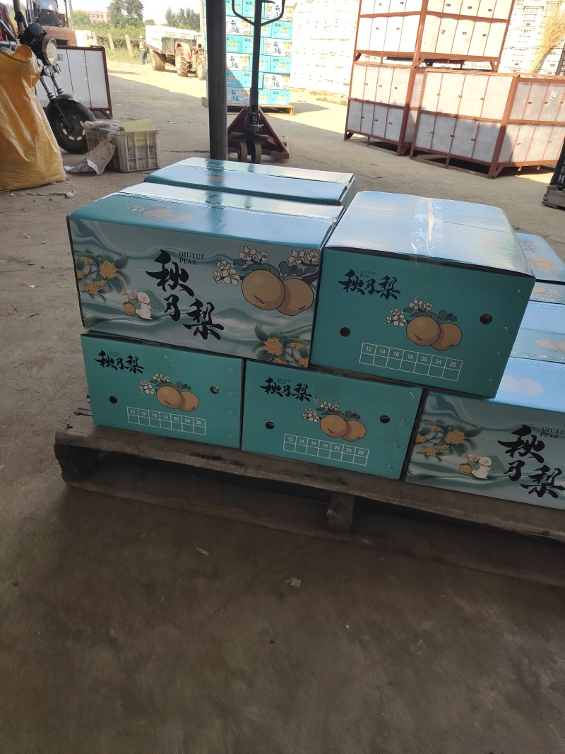 精品秋月梨海量货源**超市市场