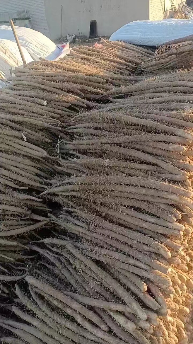 精品双棒山药，货源充足产地直发质量保证欢迎进店选购