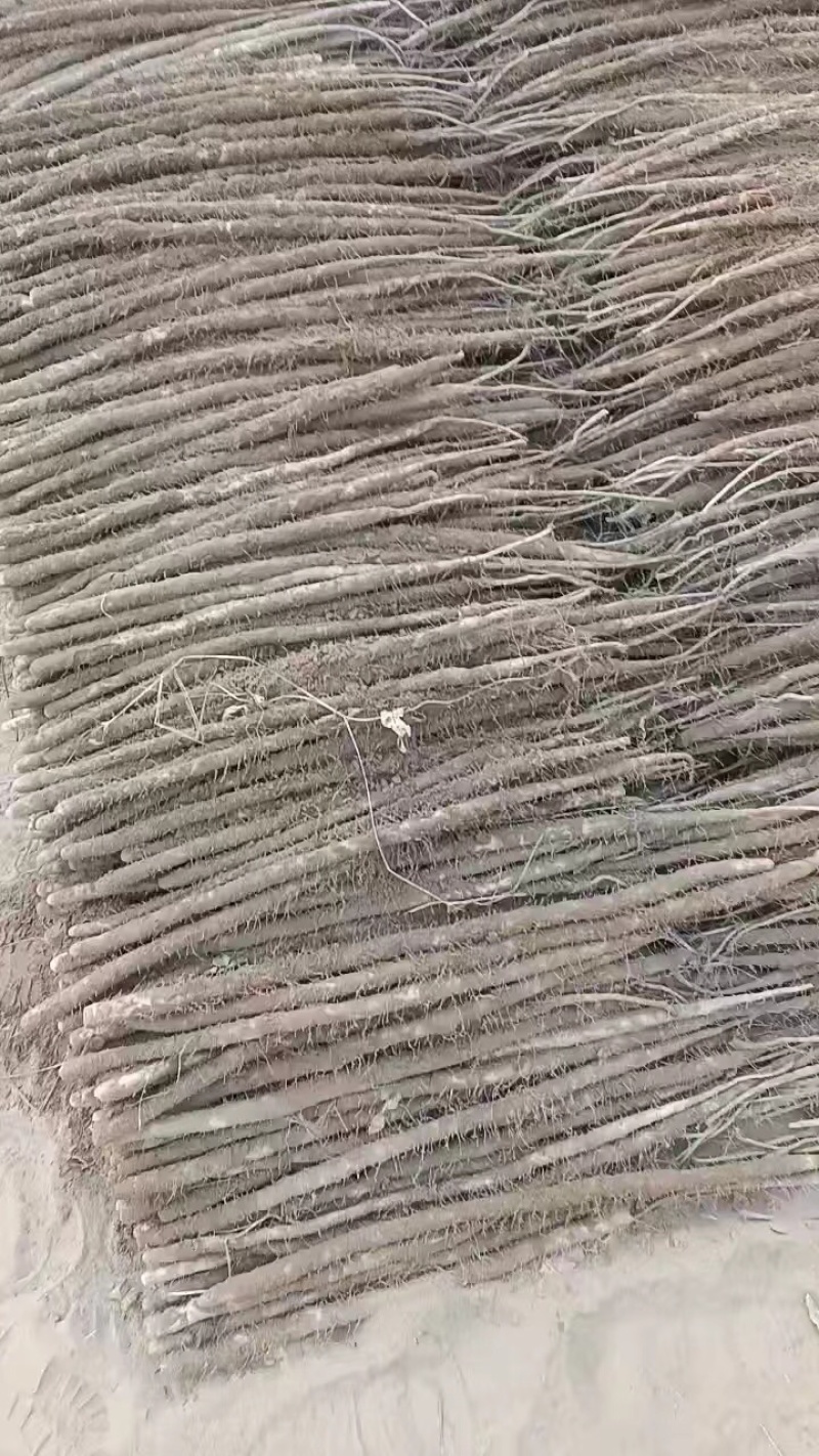 精品双棒山药，货源充足产地直发质量保证欢迎进店选购