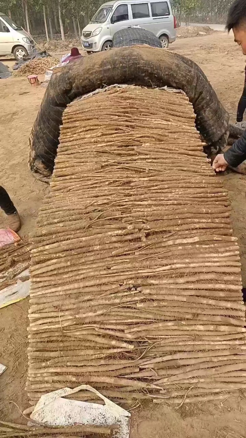 精品双棒山药，货源充足产地直发质量保证欢迎进店选购