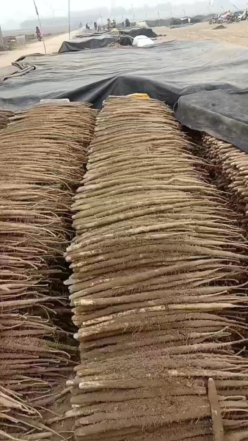 精品双棒山药，货源充足产地直发质量保证欢迎进店选购