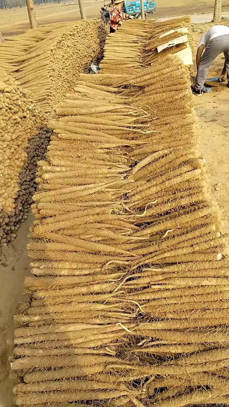 精品双棒山药，货源充足产地直发质量保证欢迎进店选购