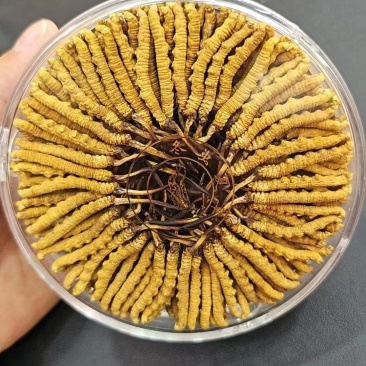 【优选】精品虫草冬虫夏草产地直发货源充足保证质