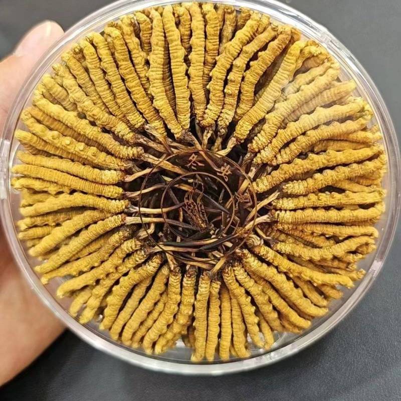 【优选】精品虫草冬虫夏草产地直发货源充足保证质