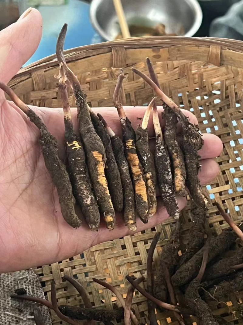 【优选】精品虫草冬虫夏草产地直发货源充足保证质