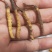 【优选】精品虫草冬虫夏草产地直发货源充足保证质