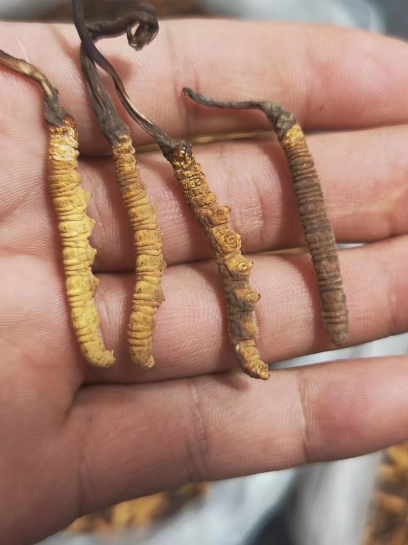【优选】精品虫草冬虫夏草产地直发货源充足保证质