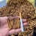 【优选】精品虫草冬虫夏草产地直发货源充足保证质
