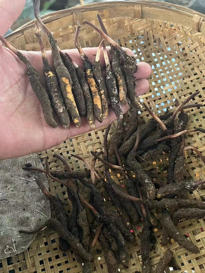 【优选】精品虫草冬虫夏草产地直发货源充足保证质