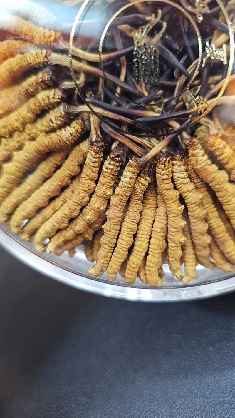【优选】精品虫草冬虫夏草产地直发货源充足保证质