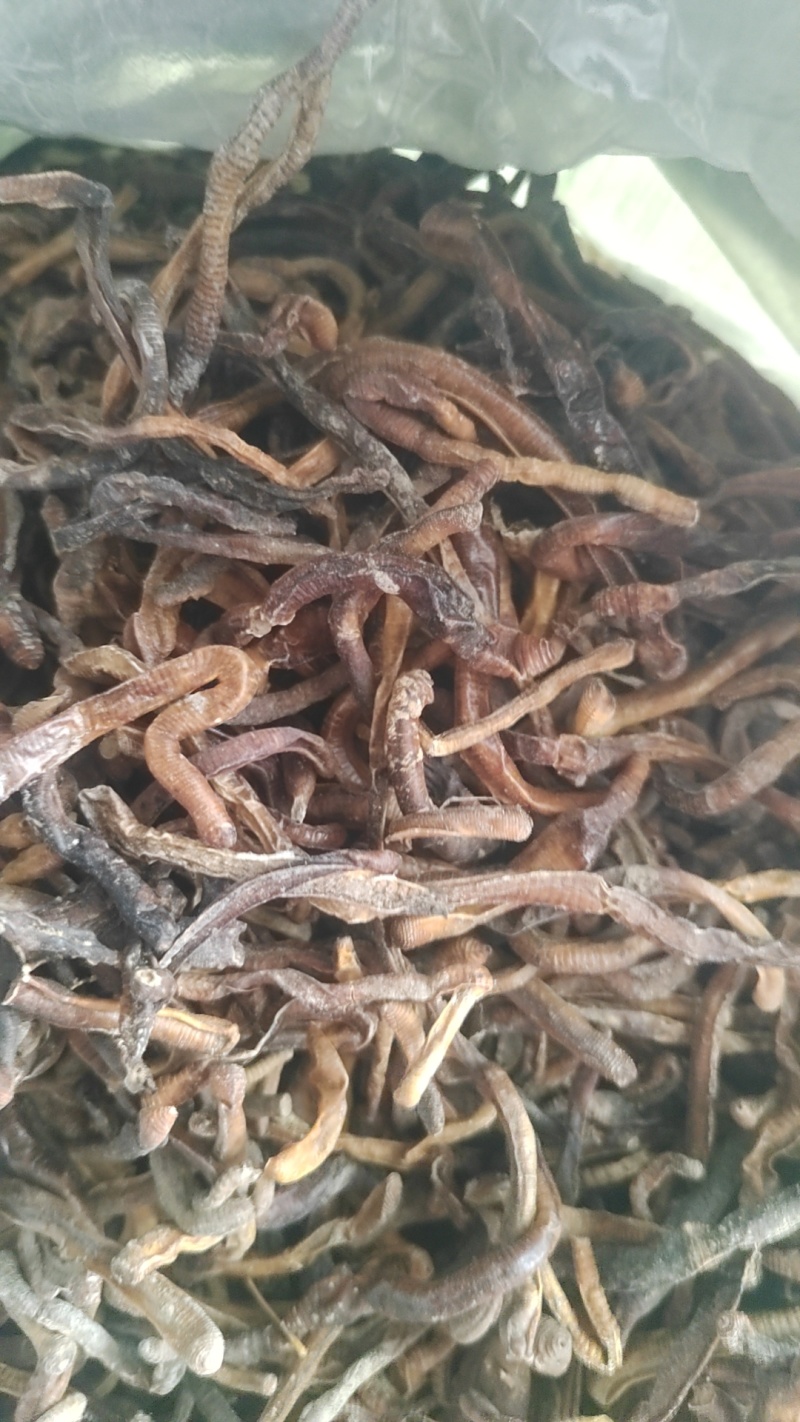 黑蚯蚓，干蚯蚓精品蚯蚓