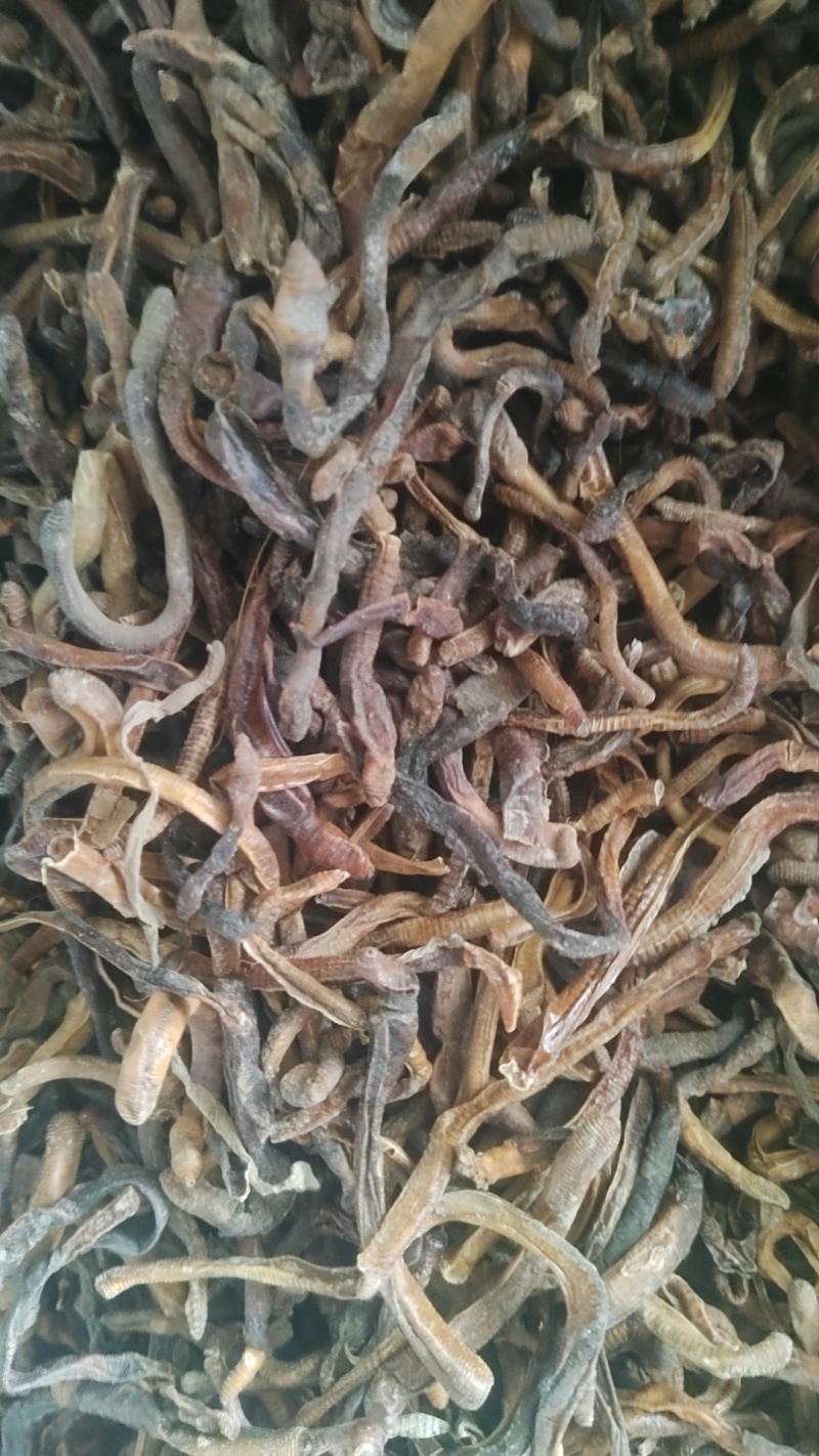 黑蚯蚓，干蚯蚓精品蚯蚓