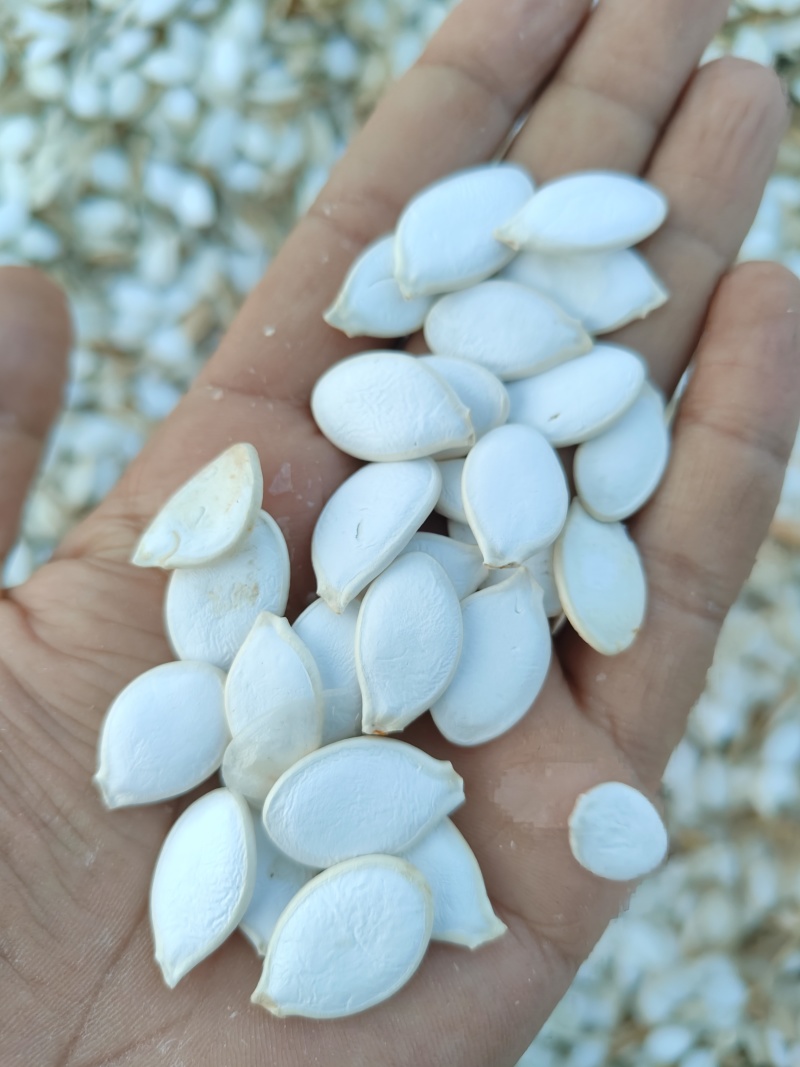 大白片南瓜子批发葫芦籽瓜子甘肃玉门白瓜子批发基地南瓜子