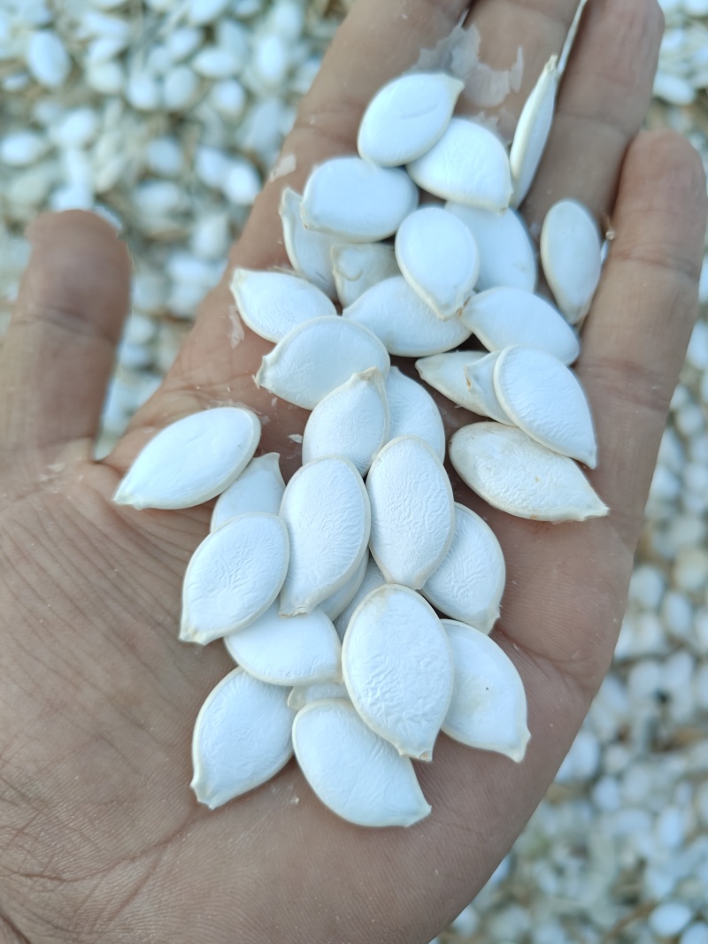 大白片南瓜子批发葫芦籽瓜子甘肃玉门白瓜子批发基地南瓜子