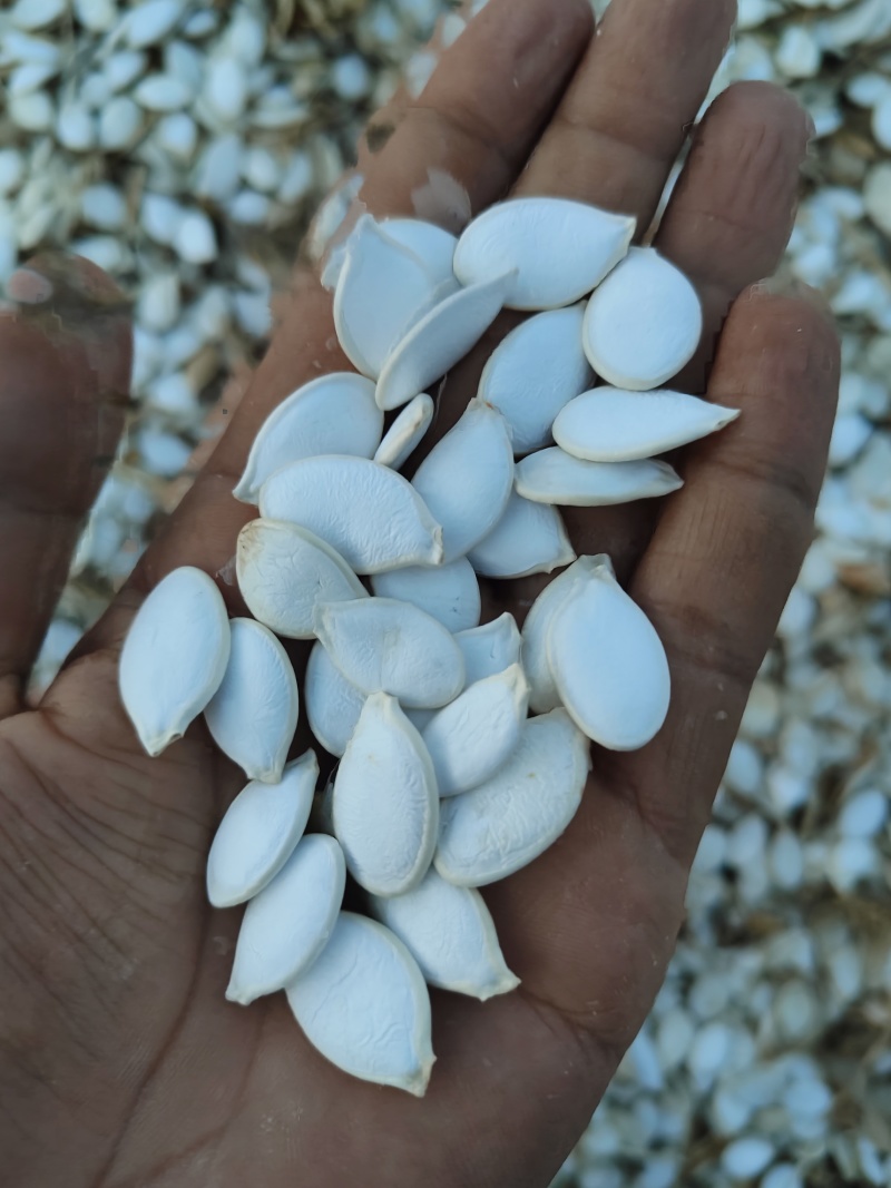 大白片南瓜子批发葫芦籽瓜子甘肃玉门白瓜子批发基地南瓜子