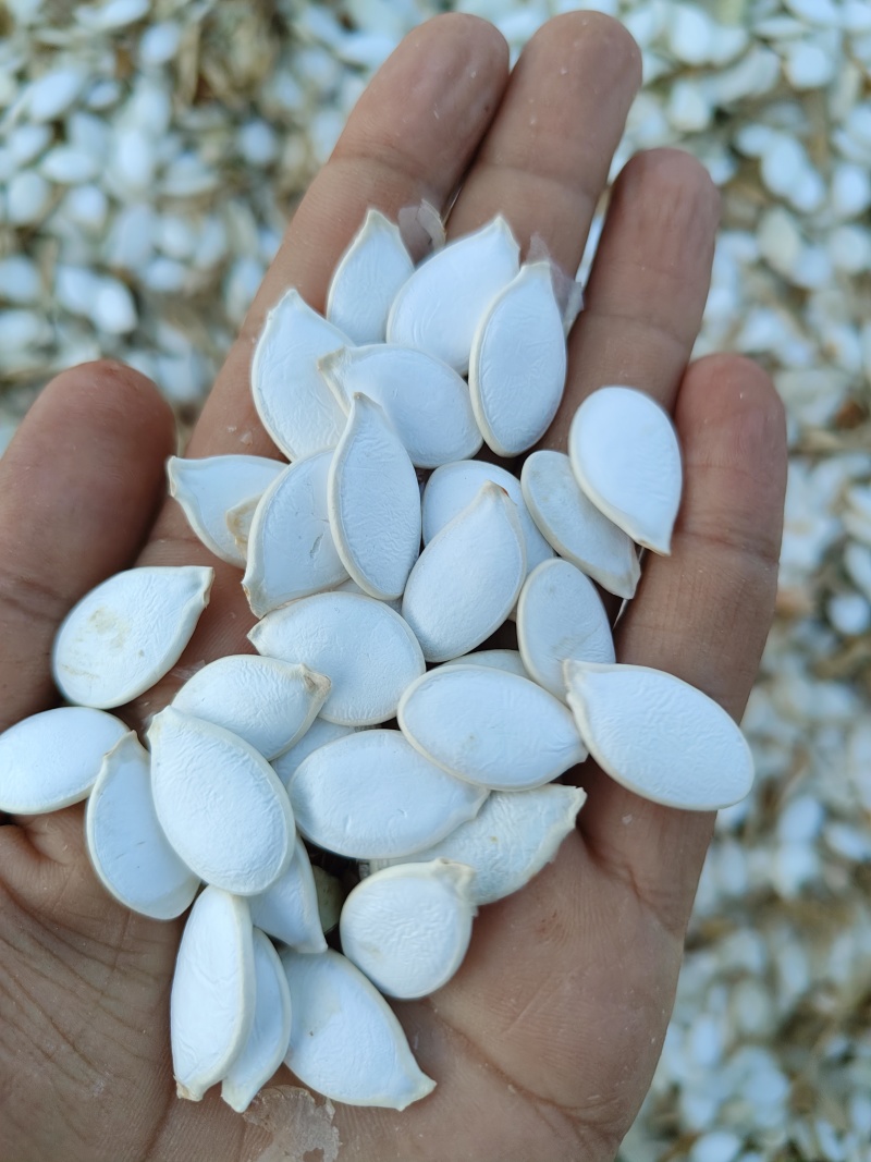 大白片南瓜子批发葫芦籽瓜子甘肃玉门白瓜子批发基地南瓜子