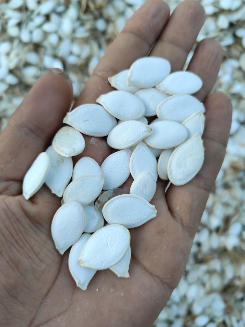 大白片南瓜子批发葫芦籽瓜子甘肃玉门白瓜子批发基地南瓜子