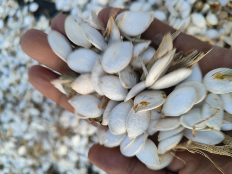 大白片南瓜子批发葫芦籽瓜子甘肃玉门白瓜子批发基地南瓜子