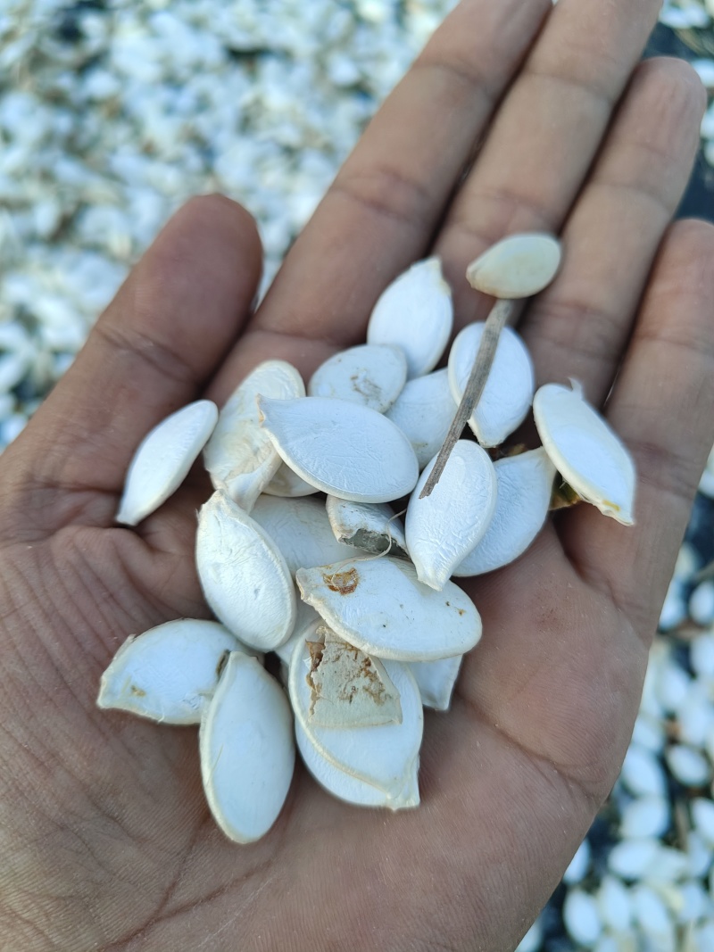 大白片南瓜子批发葫芦籽瓜子甘肃玉门白瓜子批发基地南瓜子