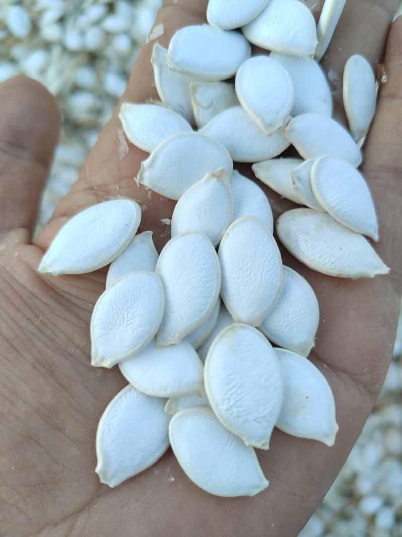 大白片南瓜子批发葫芦籽瓜子甘肃玉门白瓜子批发基地南瓜子