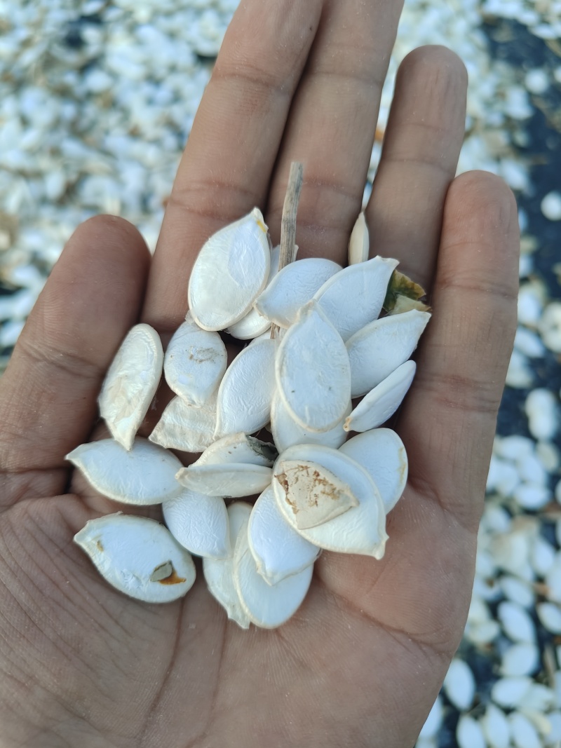 大白片南瓜子批发葫芦籽瓜子甘肃玉门白瓜子批发基地南瓜子
