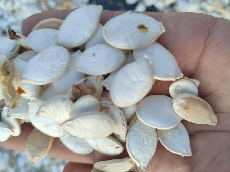 大白片南瓜子批发葫芦籽瓜子甘肃玉门白瓜子批发基地南瓜子