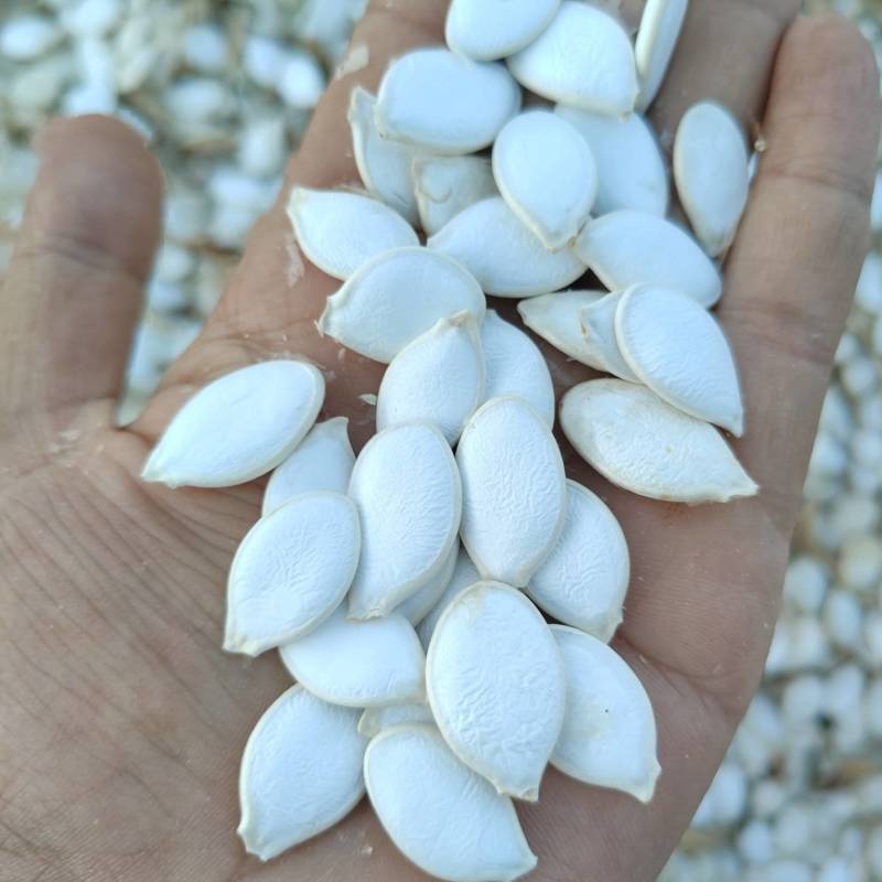 大白片南瓜子批发葫芦籽瓜子甘肃玉门白瓜子批发基地南瓜子