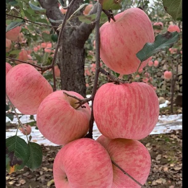 红富士苹果全国代发货源充足。质量保证，一件代发