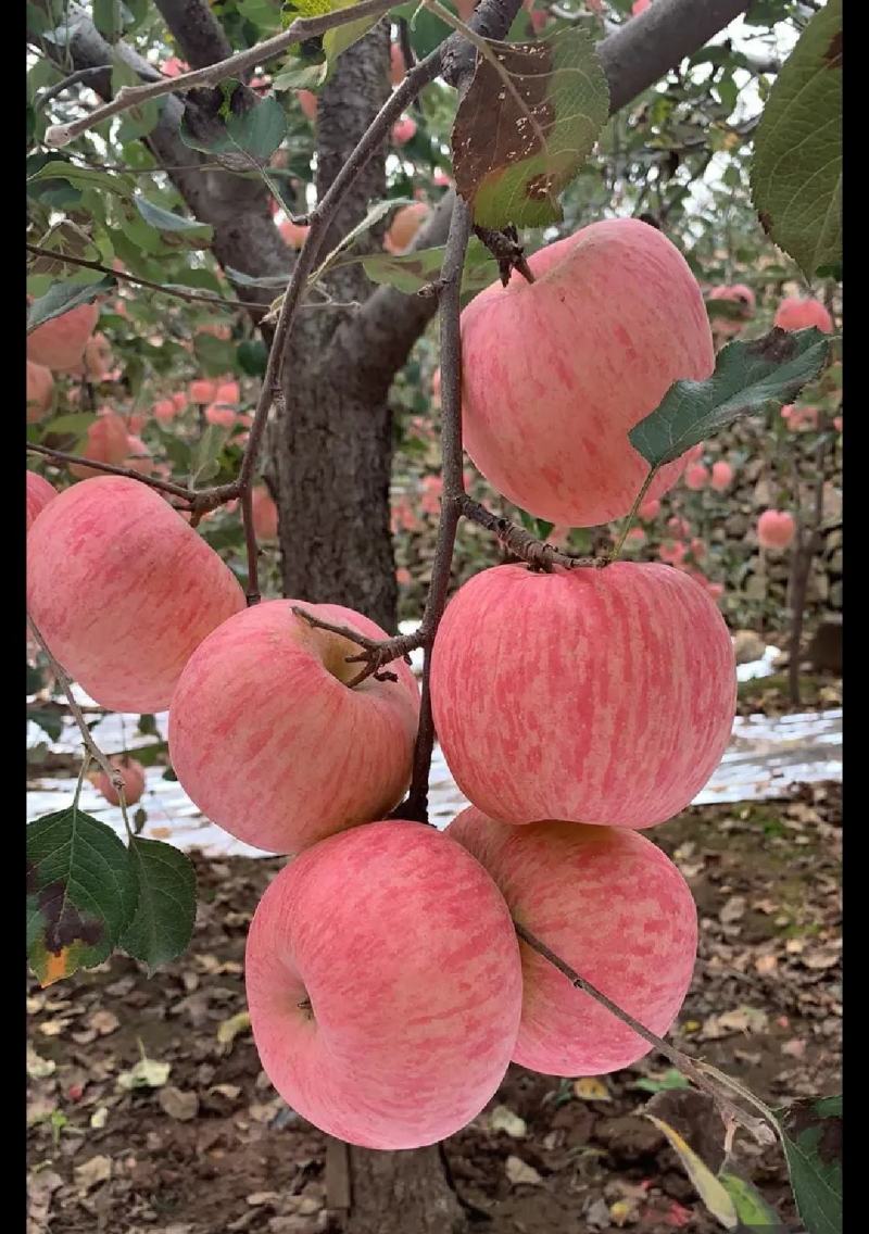 红富士苹果全国代发货源充足。质量保证，一件代发