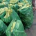 湛大农业种植基地玉米新鲜玉米笋香嫩甜脆小玉米笋现摘现发