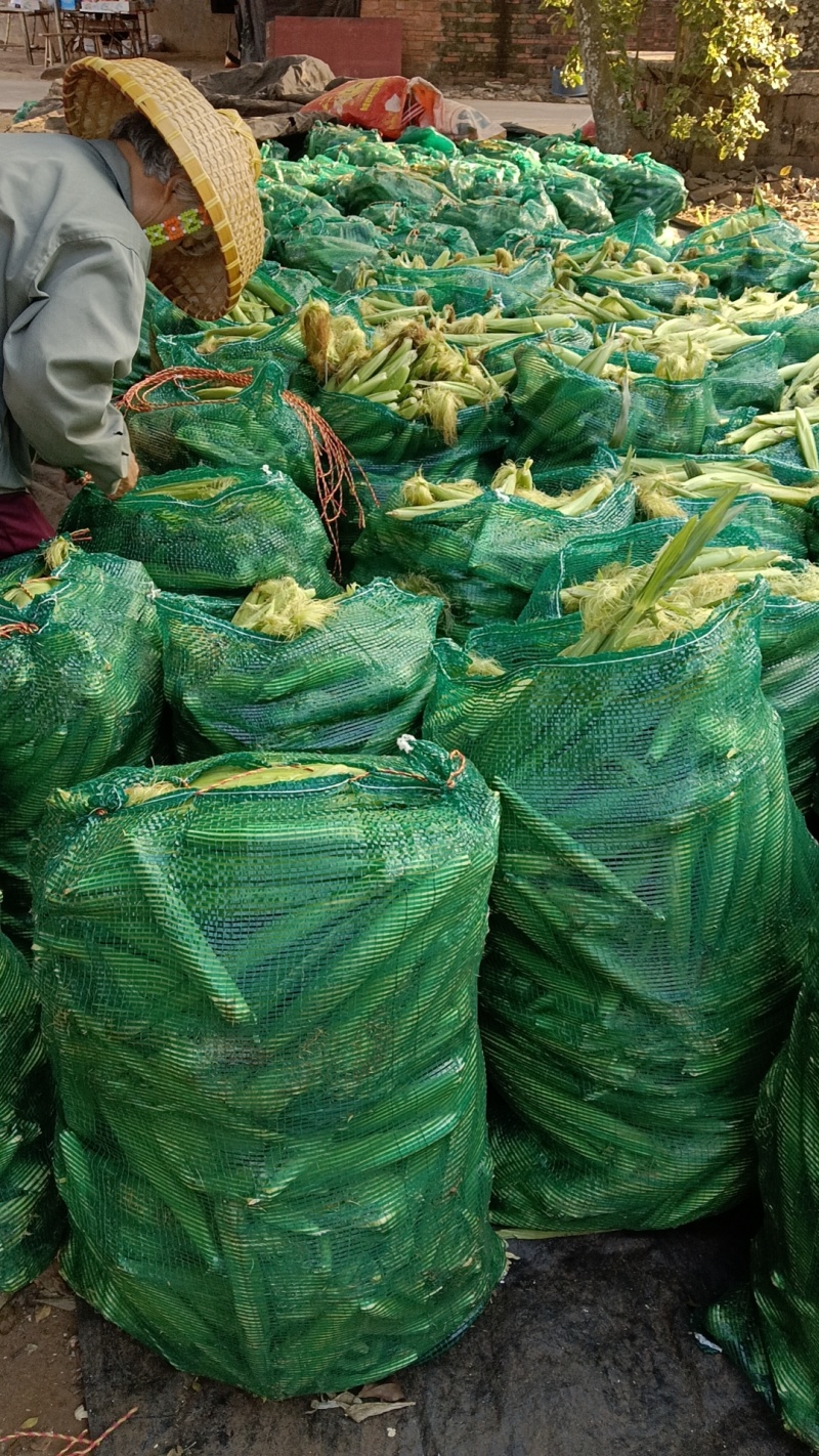 湛大农业种植基地玉米新鲜玉米笋香嫩甜脆小玉米笋现摘现发