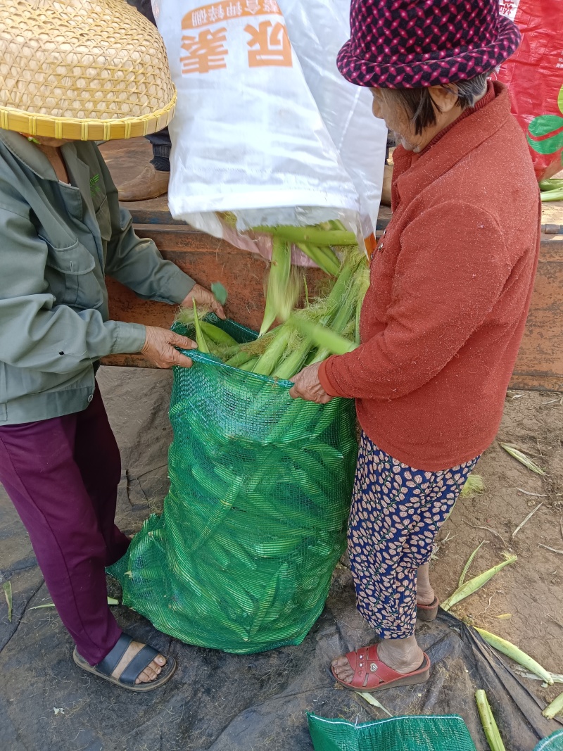 湛大农业种植基地玉米新鲜玉米笋香嫩甜脆小玉米笋现摘现发