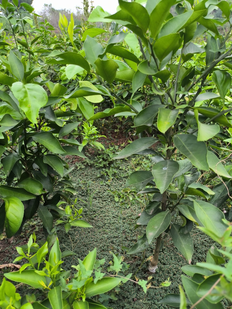爱媛38#62#苗陆地苗健康苗提供种植管理技术