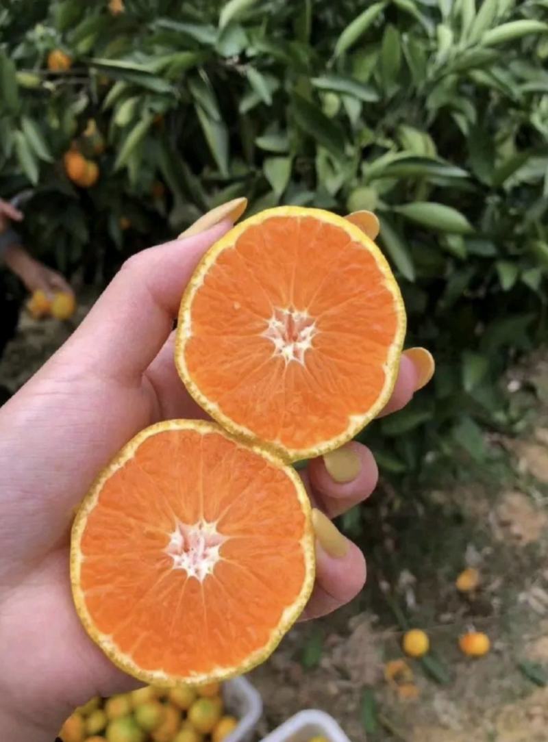 蜜桔，国庆蜜桔，口感纯甜个大皮薄肉厚化渣无核无籽
