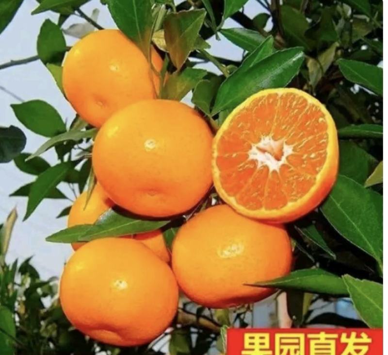 蜜桔，国庆蜜桔，口感纯甜个大皮薄肉厚化渣无核无籽