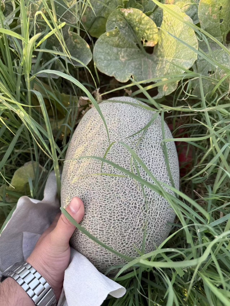 火焰山脚下的西州蜜，货源充足产地直发质量保证欢迎进店选购