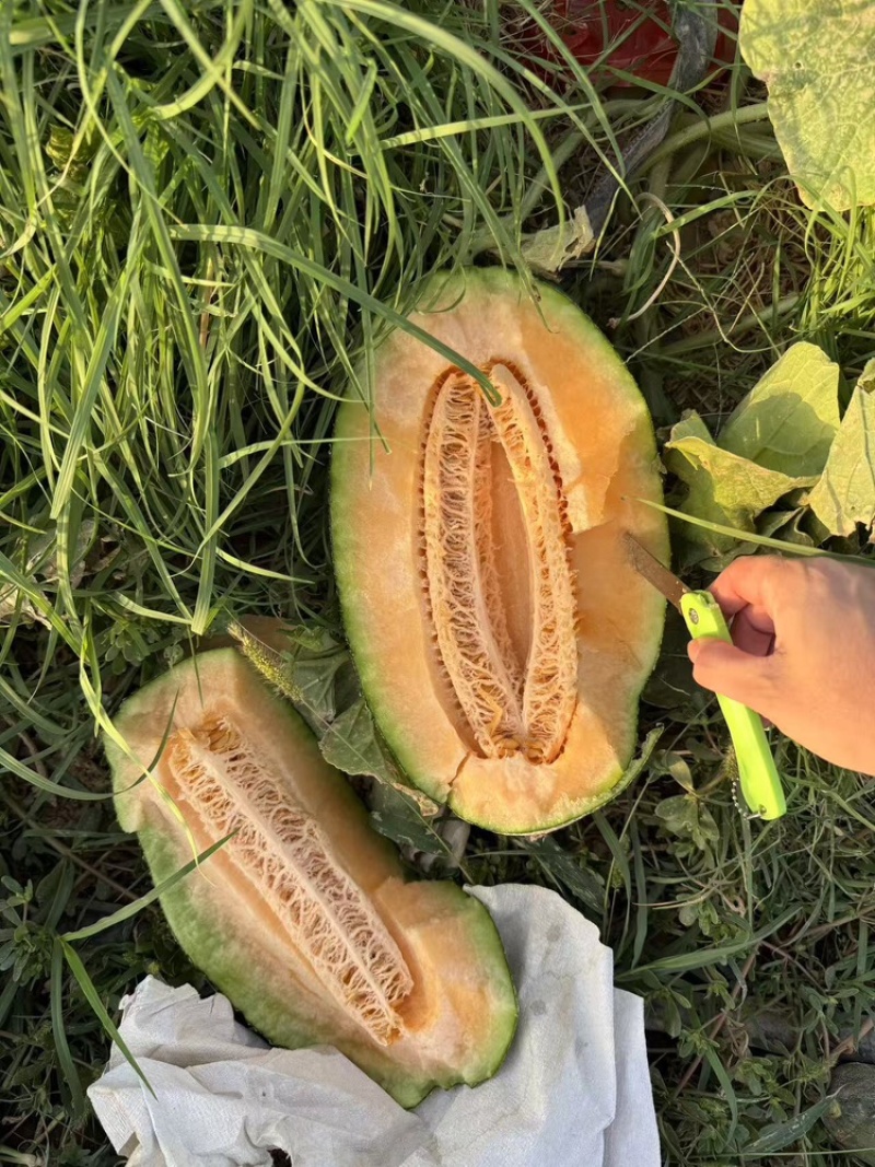 火焰山脚下的西州蜜，货源充足产地直发质量保证欢迎进店选购