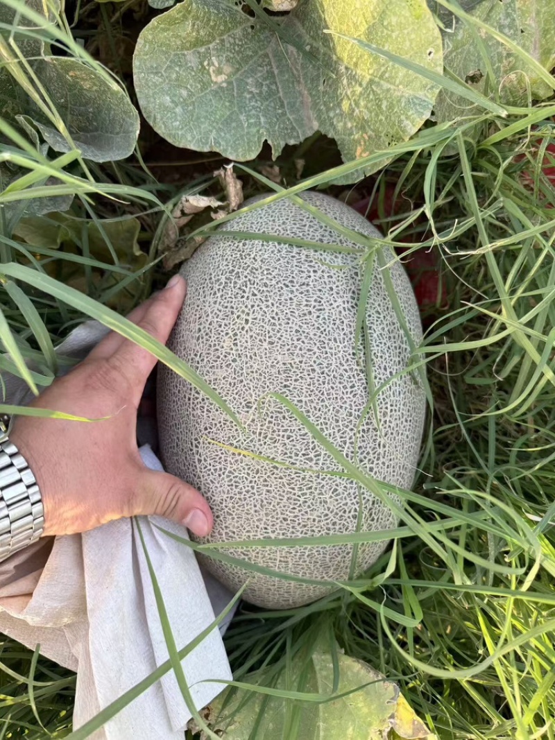火焰山脚下的西州蜜，货源充足产地直发质量保证欢迎进店选购
