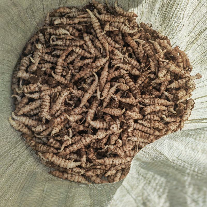 螺丝菜