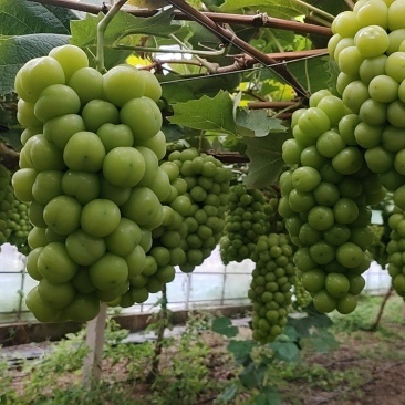 江苏精品阳光玫瑰现货先发量大从优