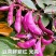 营养紫眉豆红扁豆种子早熟耐热耐寒无筋无丝肉厚软糯
