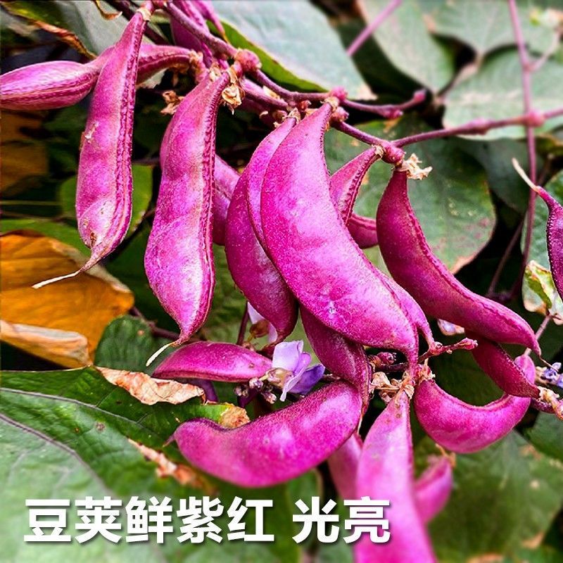 营养紫眉豆红扁豆种子早熟耐热耐寒无筋无丝肉厚软糯